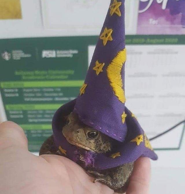 toad in wizard hat