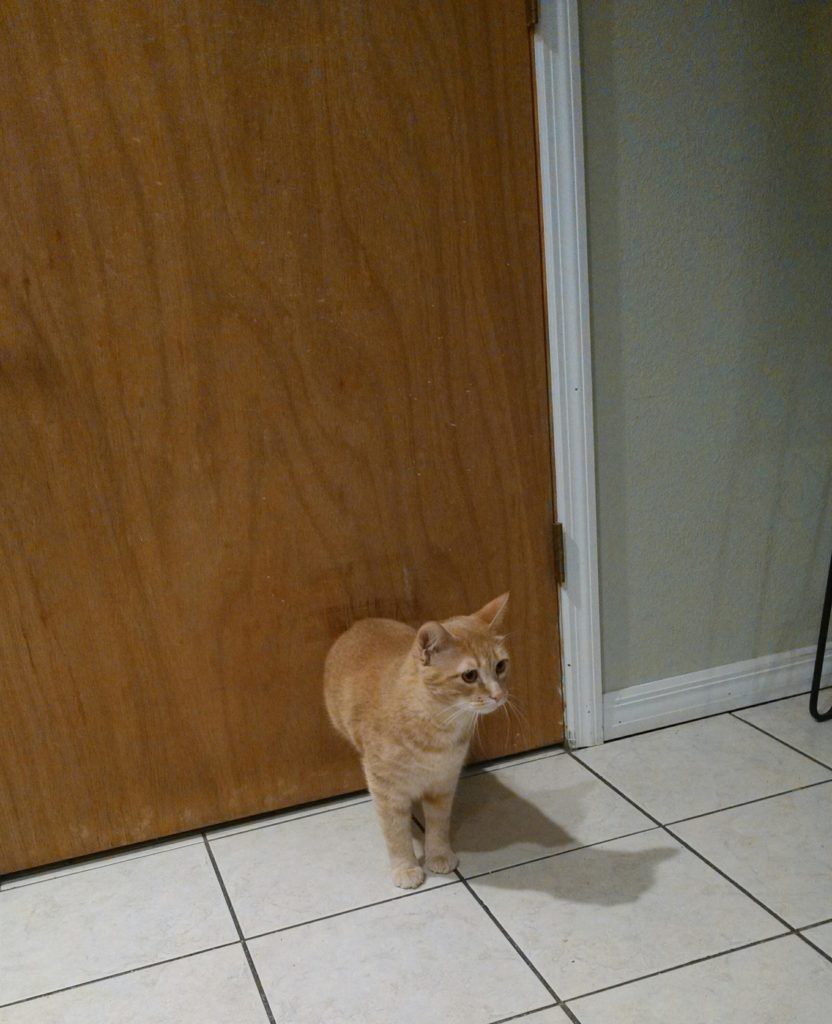 cat appears to walk through closed door