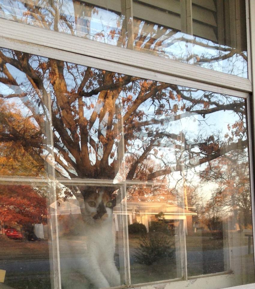 cat with branches reflected in window