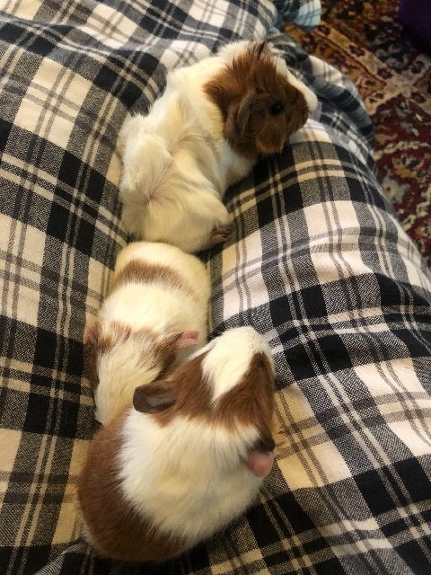 Guinea pigs in a row