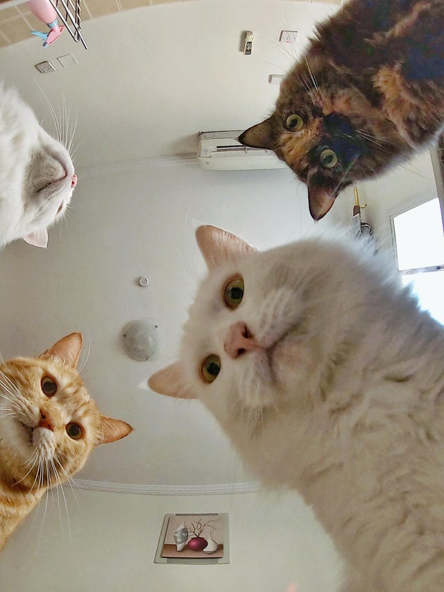 Cats photographed from below looking down
