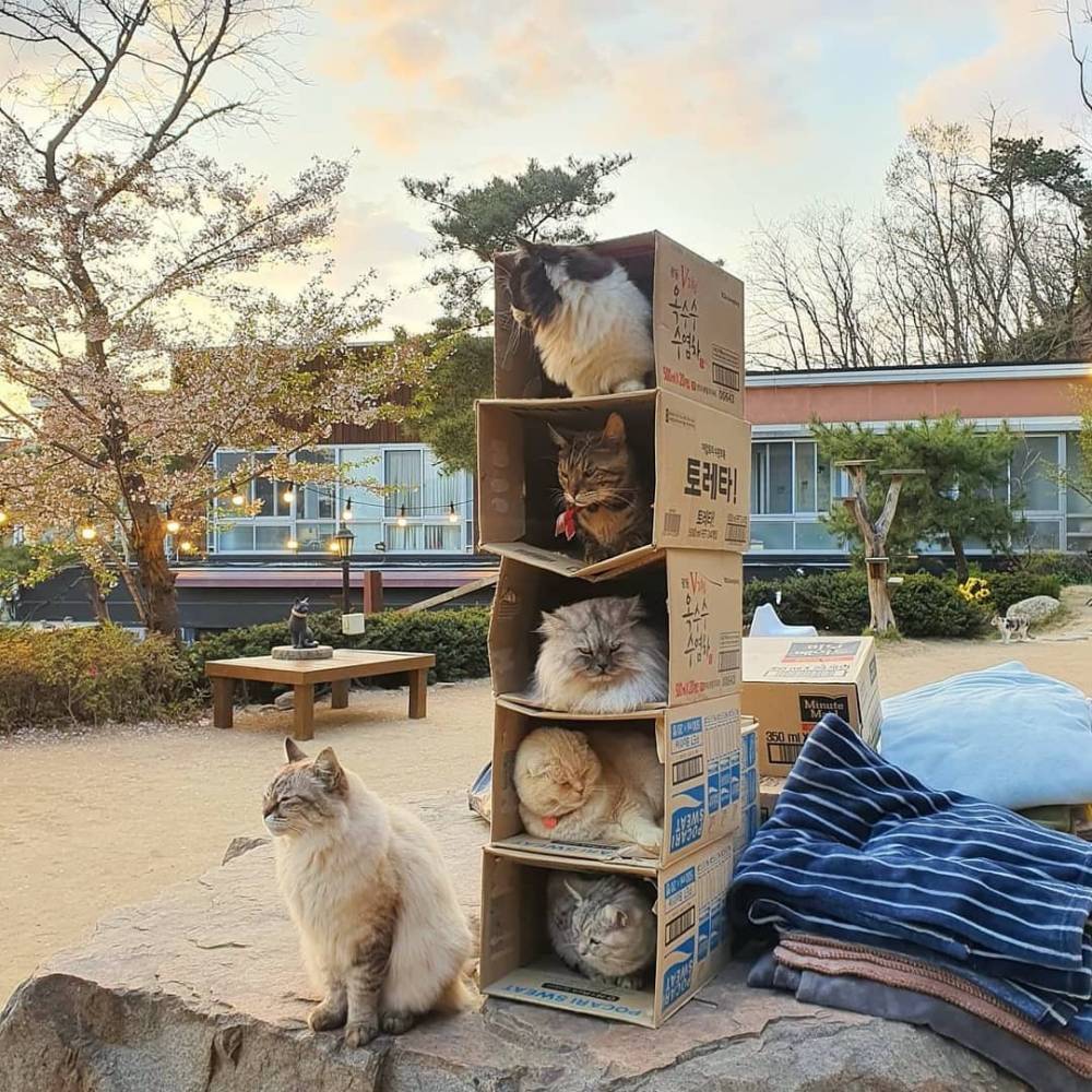 cats in stacked boxes