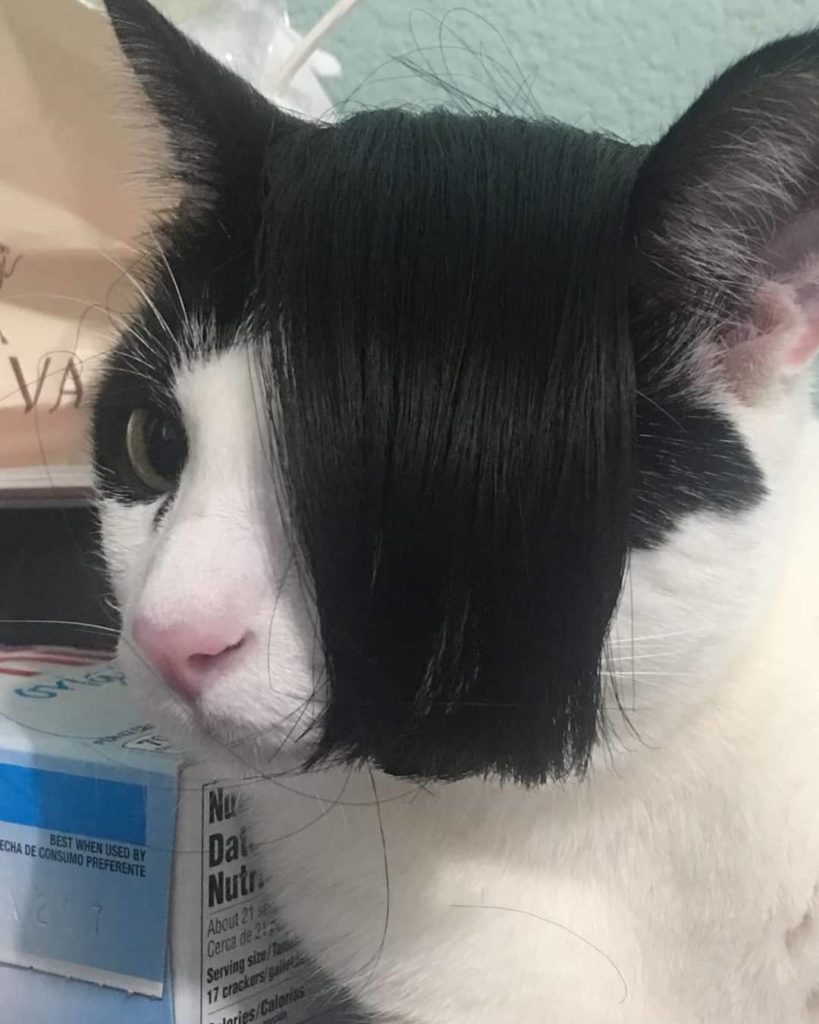 Cat with long hair over face