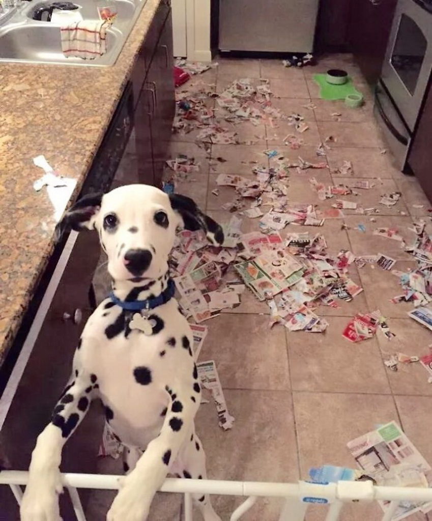 dog and torn coupons