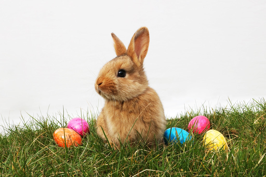 rabbit with easter eggs