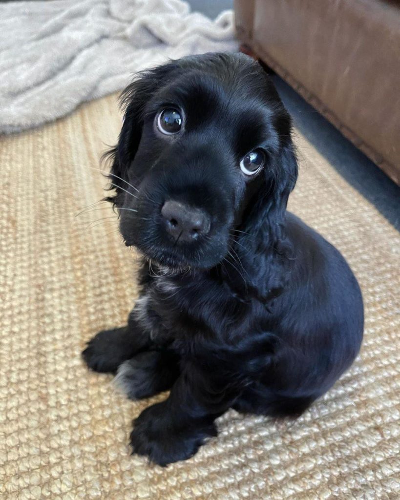 Dog with cute big eyes