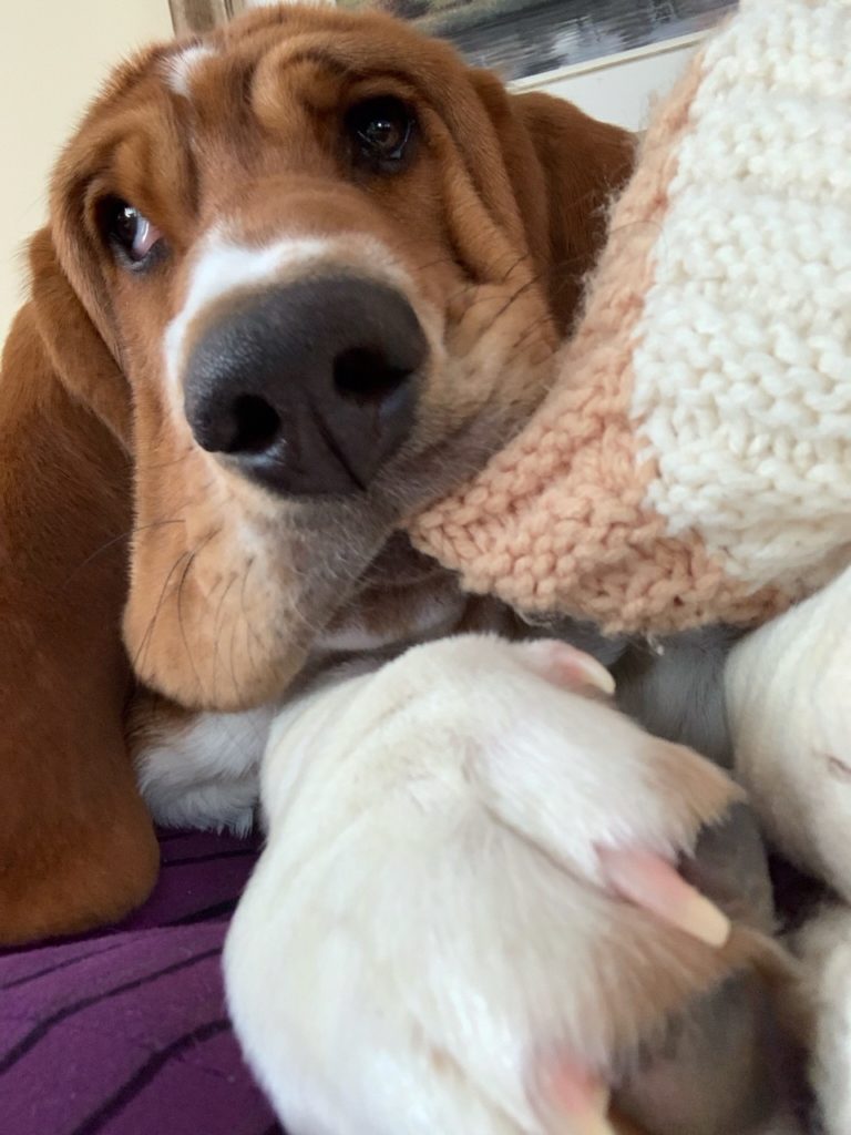 Basset hound chews blanket