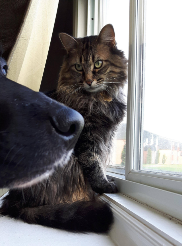 cat looks at dog nose
