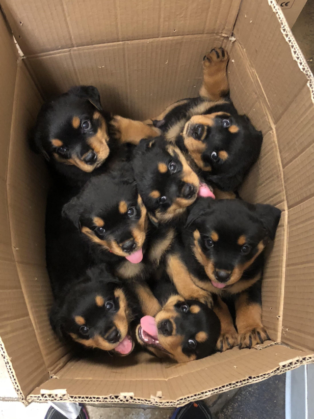 Rottweiler puppies in a box