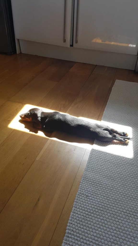 Dog lies in sunbeam