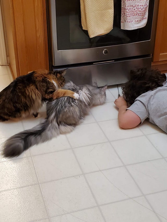 Cats look under oven