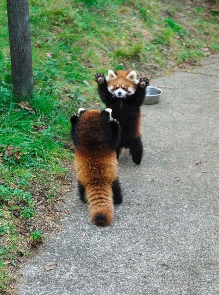 Red pandas hold their hands up
