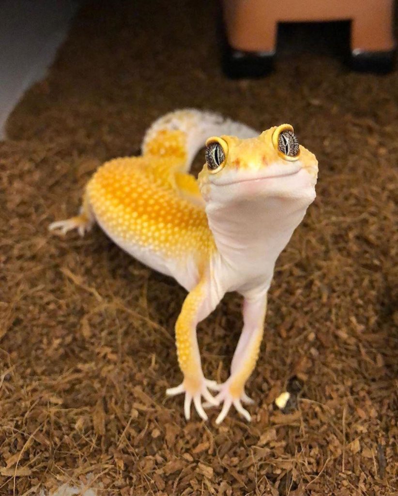 pretty lizard