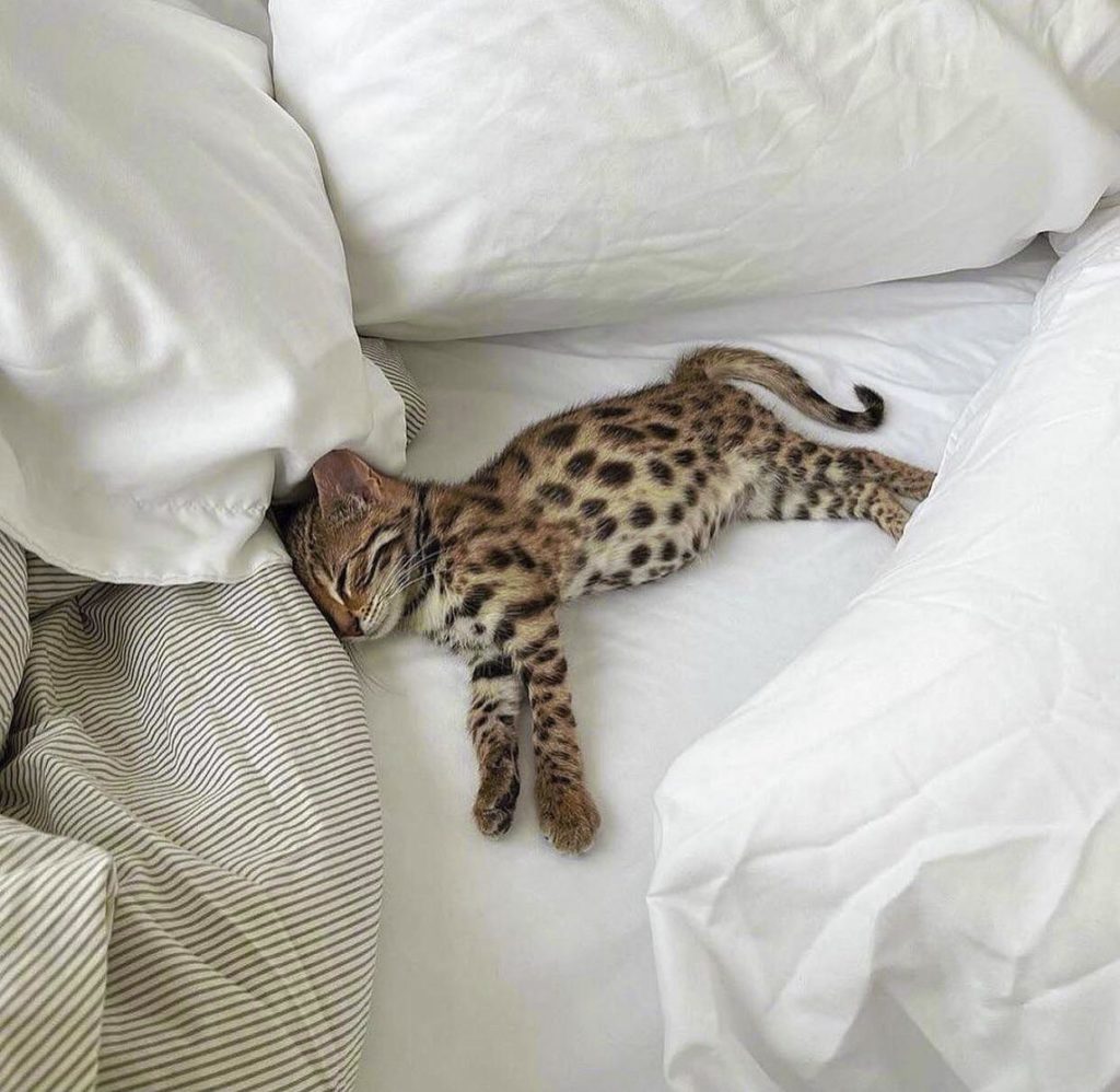 sleeping cat with leopard spots
