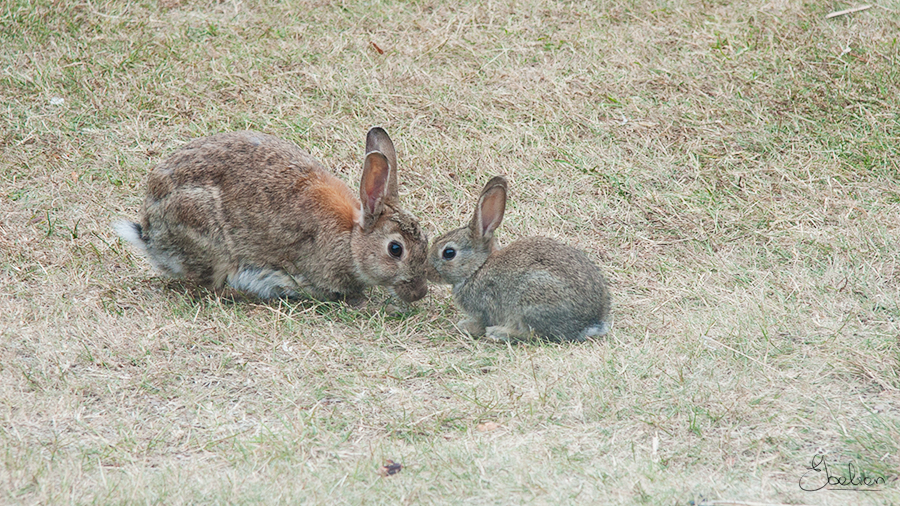 Baby rabbit kisses mom