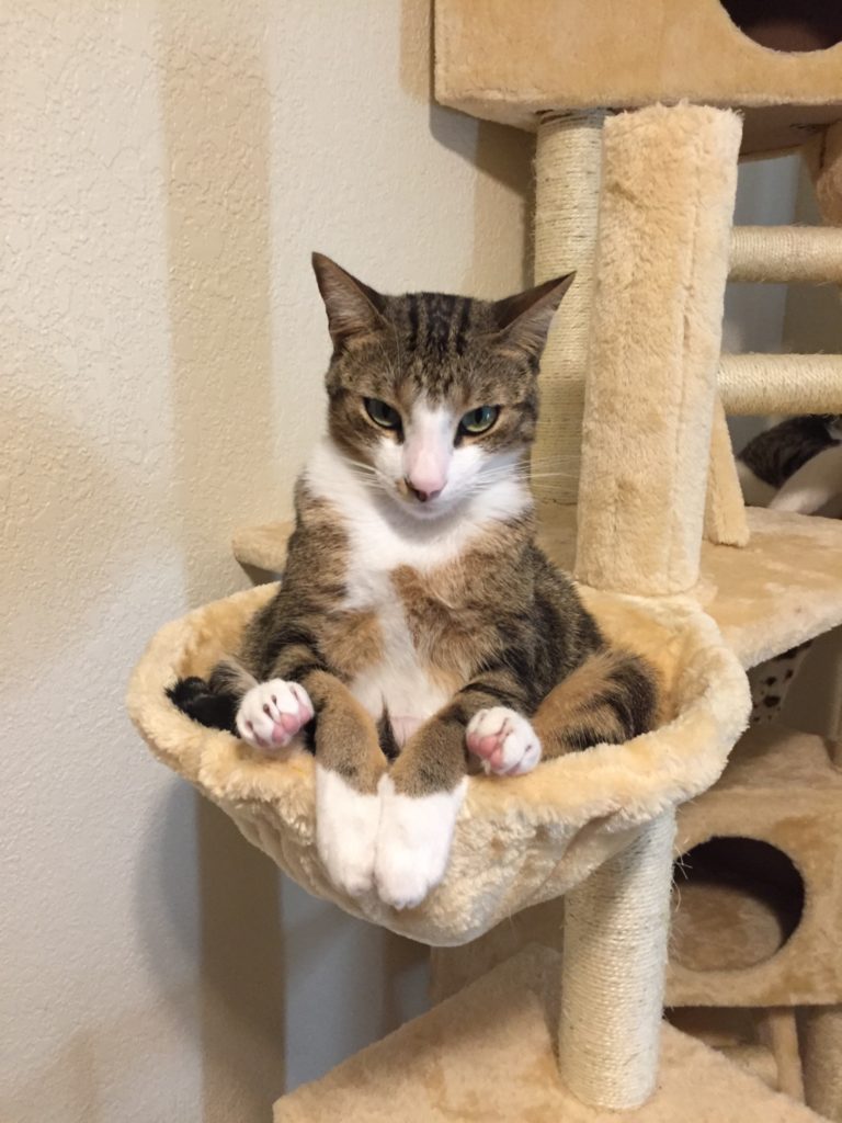 cat sits in perch on cat tree