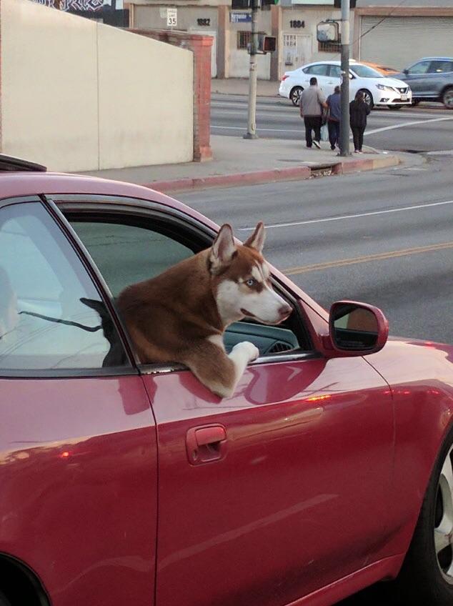 dog leans from car window