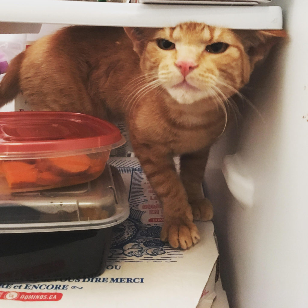 cat in refrigerator