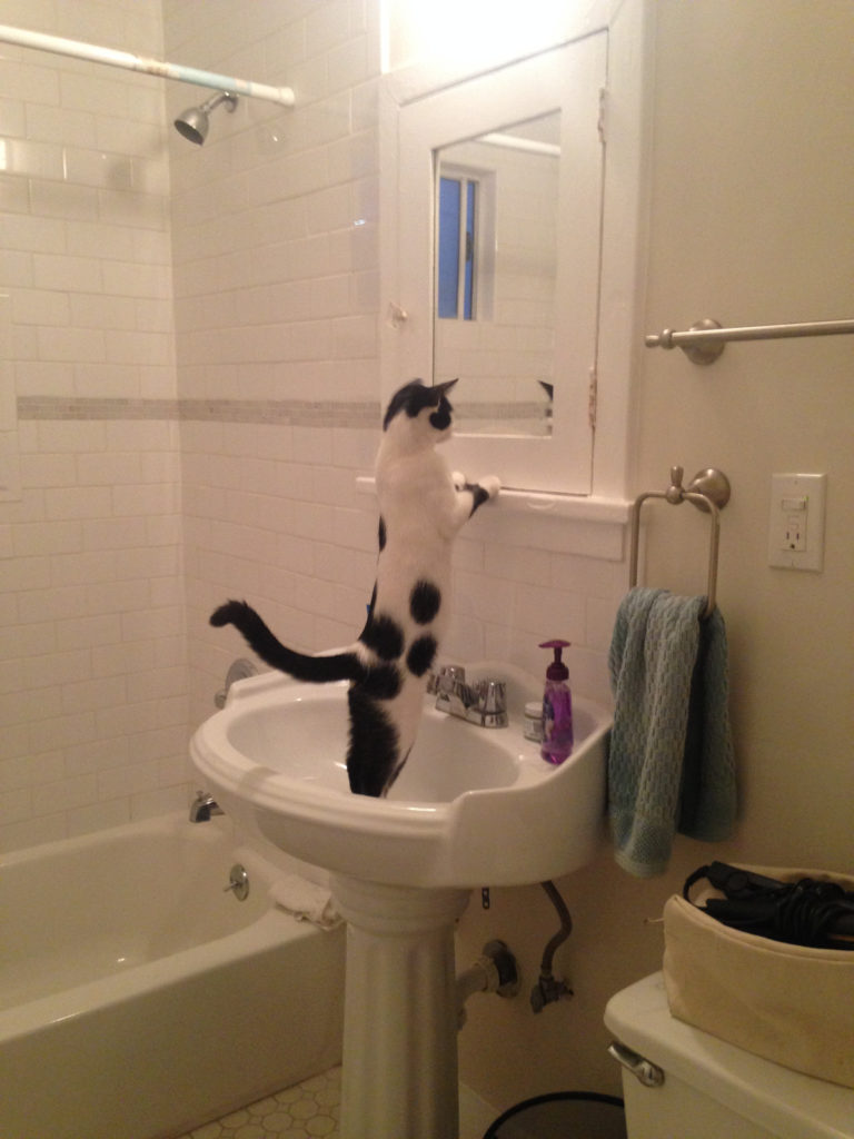 cat looks into bathroom mirror