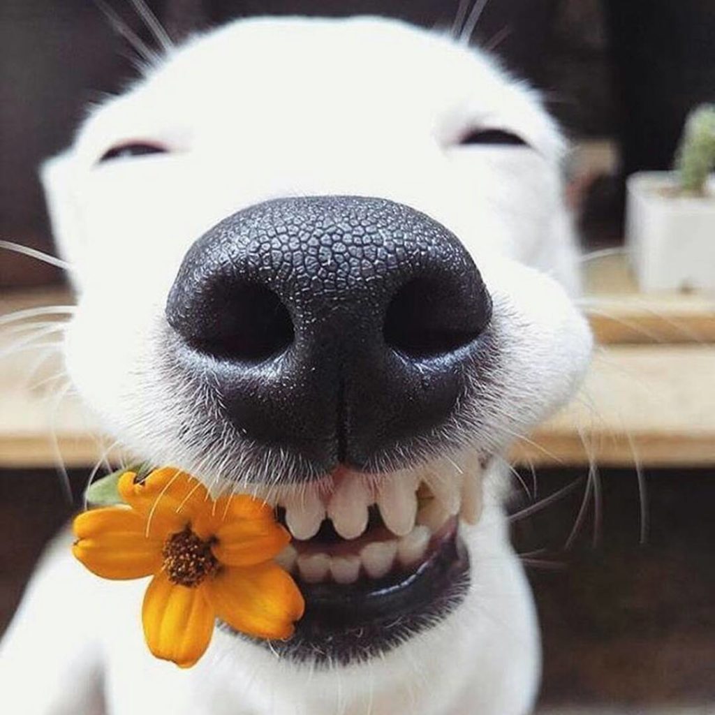Close up of dog holding a flower in its teeth. 