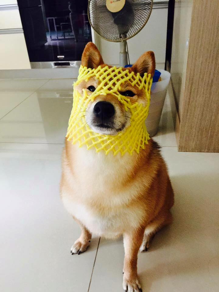 Dog wears mesh fruit protection sleeve on head like a superhero mask