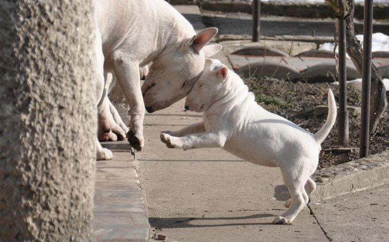 bull terrier dogs butt heads