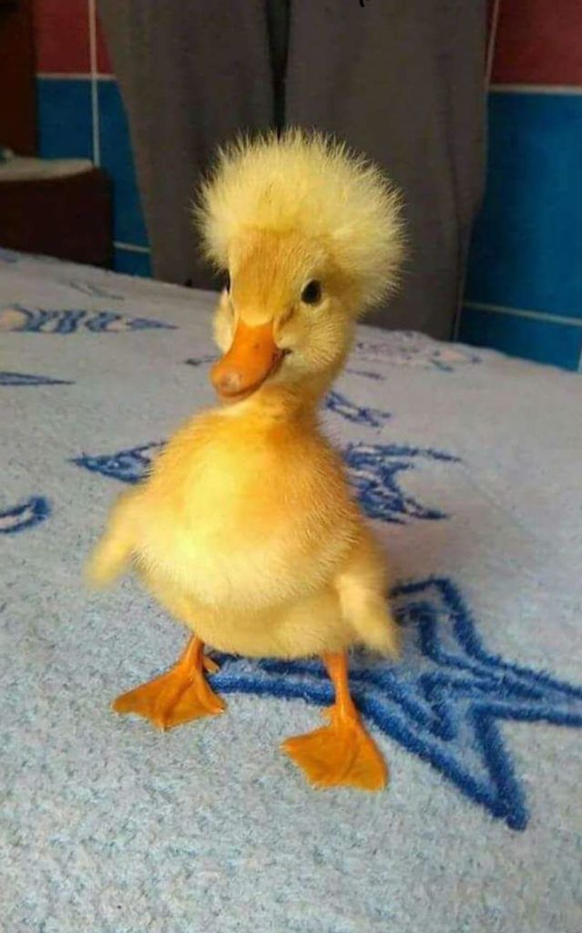 duck with fuzzy head
