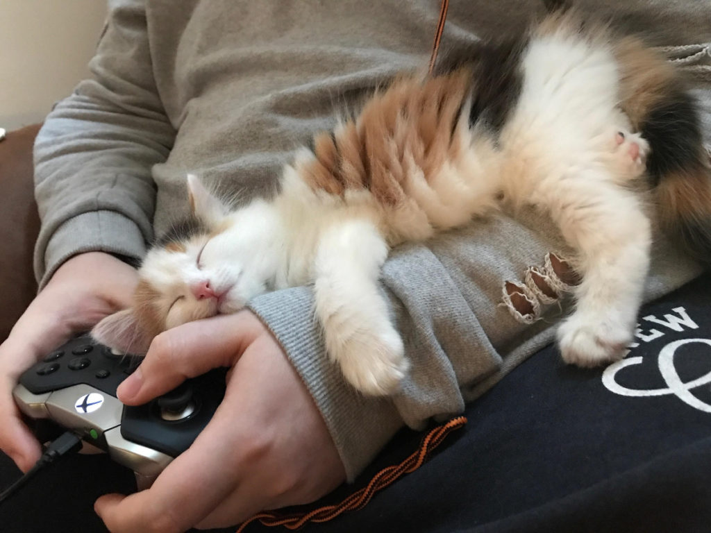 cat sits in lap of man holding video game controller