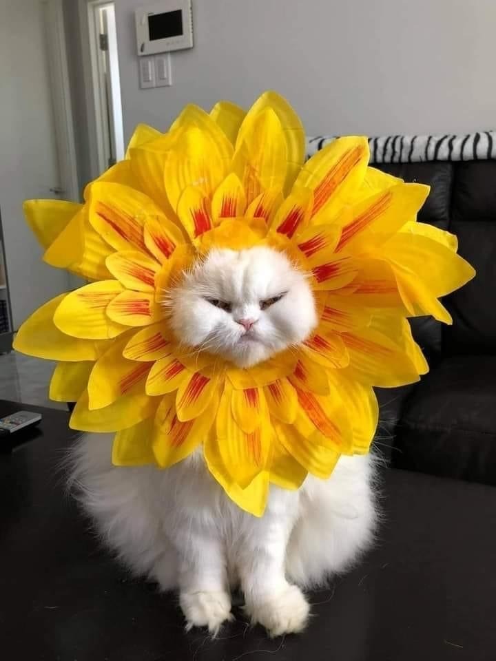 cat wearing sun headdress