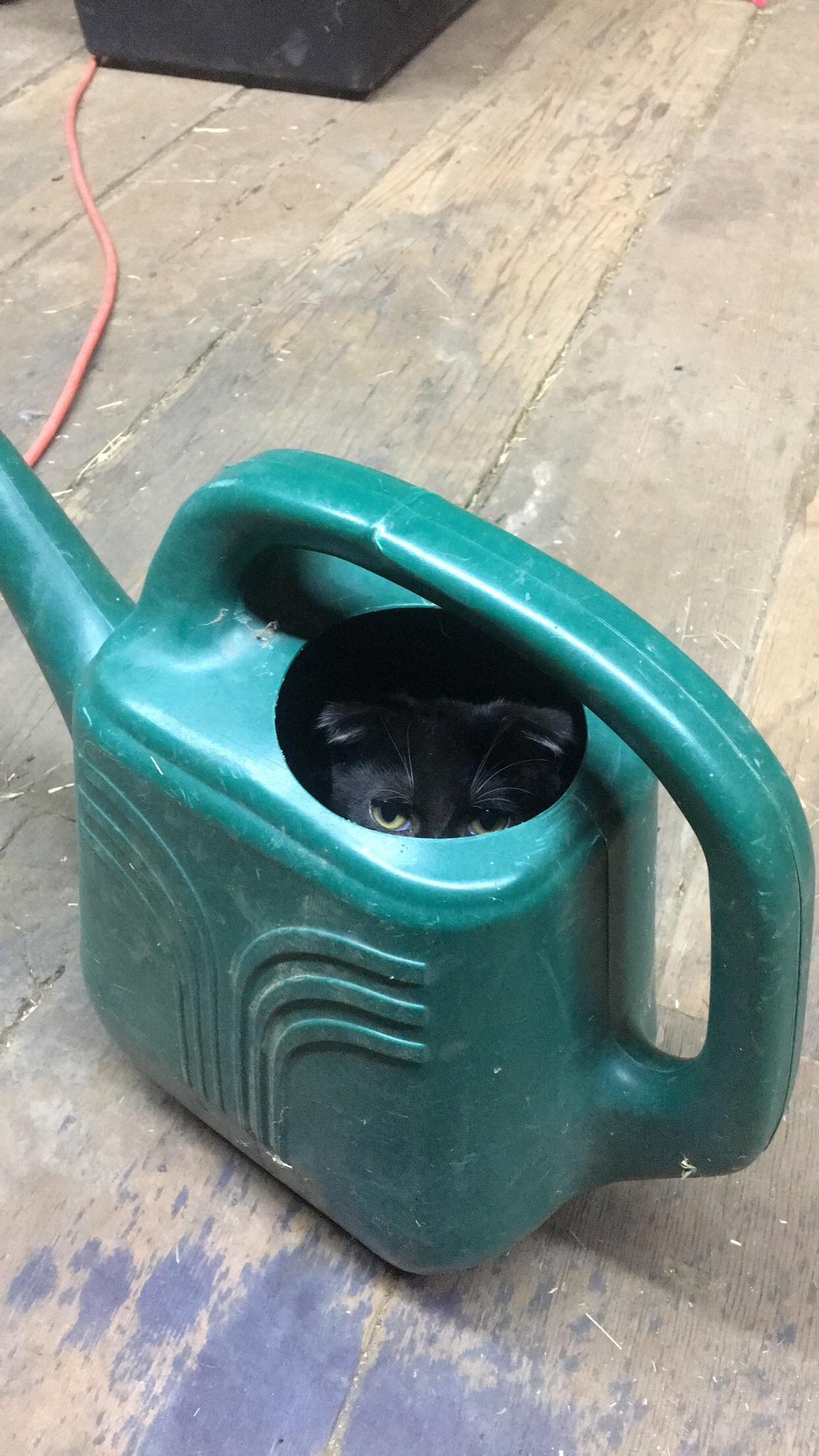 cat in watering can