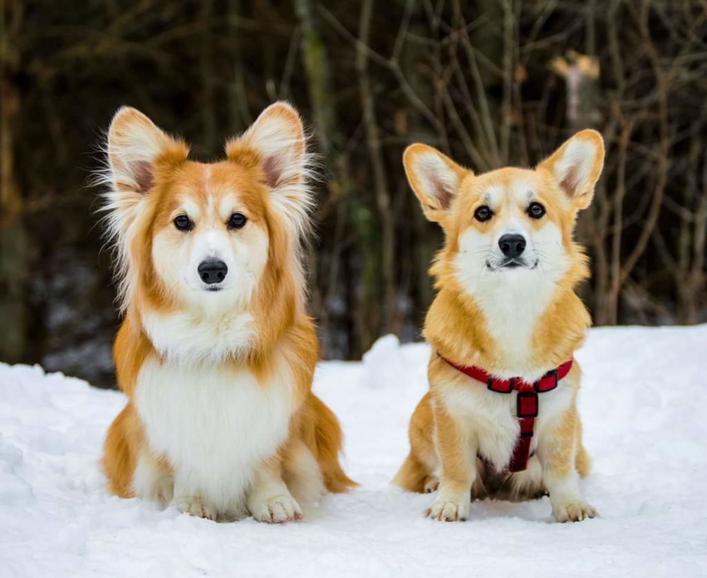 Two corgi dogs. one has fluffier fur.