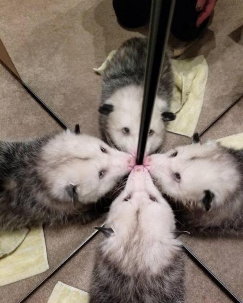 in mirror, possum looks like four possums 