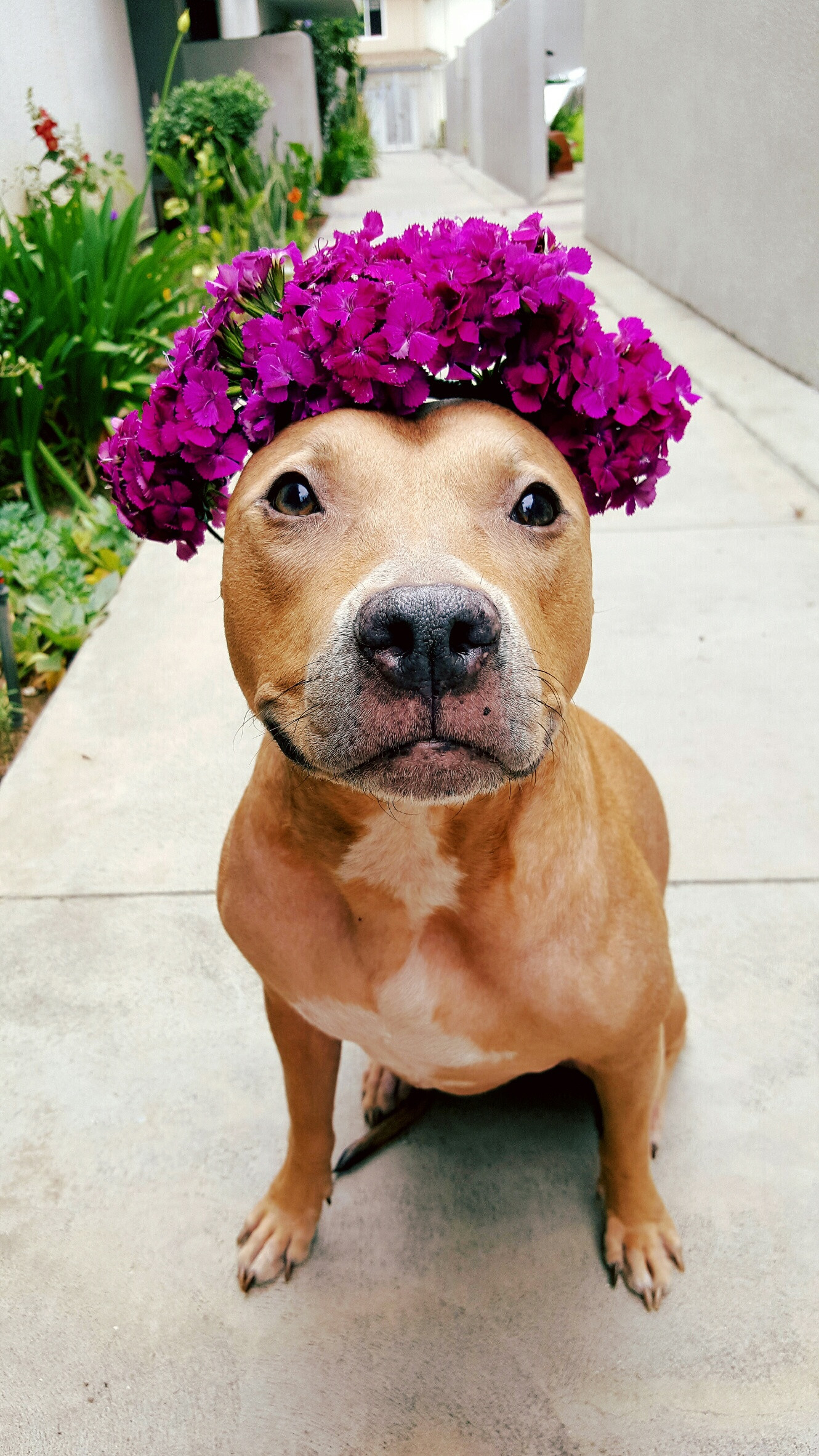 Happy-looking pitbull dog wears a crown of small purple flowers on her head.