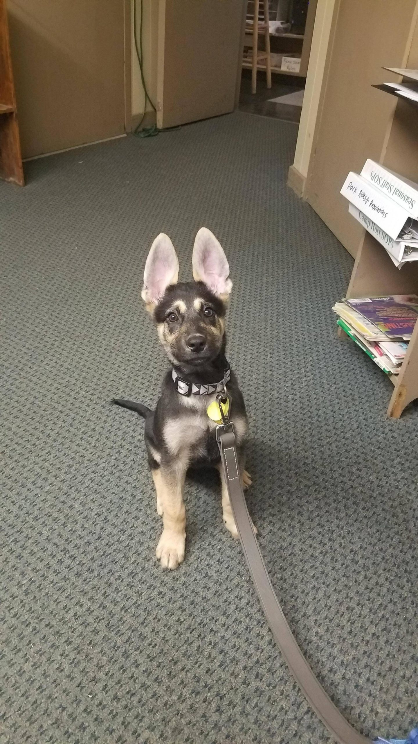 puppy with large ears and feet