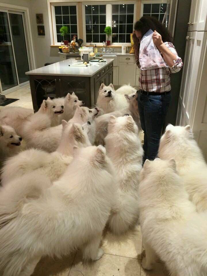 white fluffy dogs surround woman in kitchen