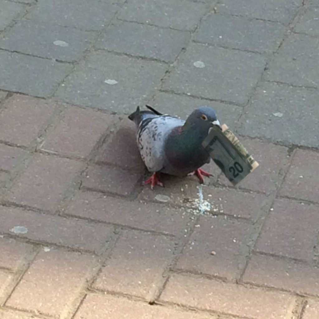 pigeon holds twenty dollar bill