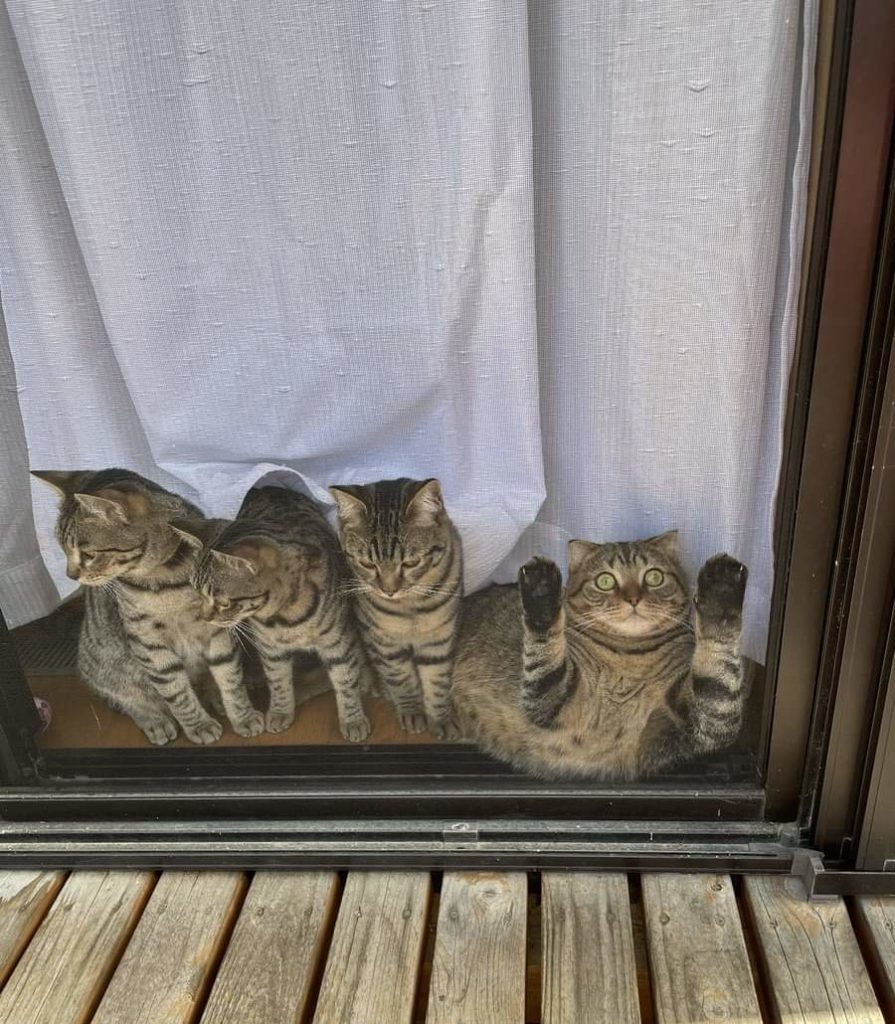 cats at window. one with paws raised