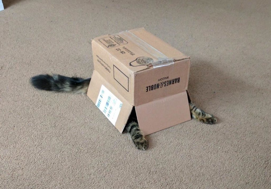 cat hides under box