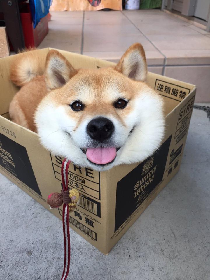 dog in box sticks out tongue