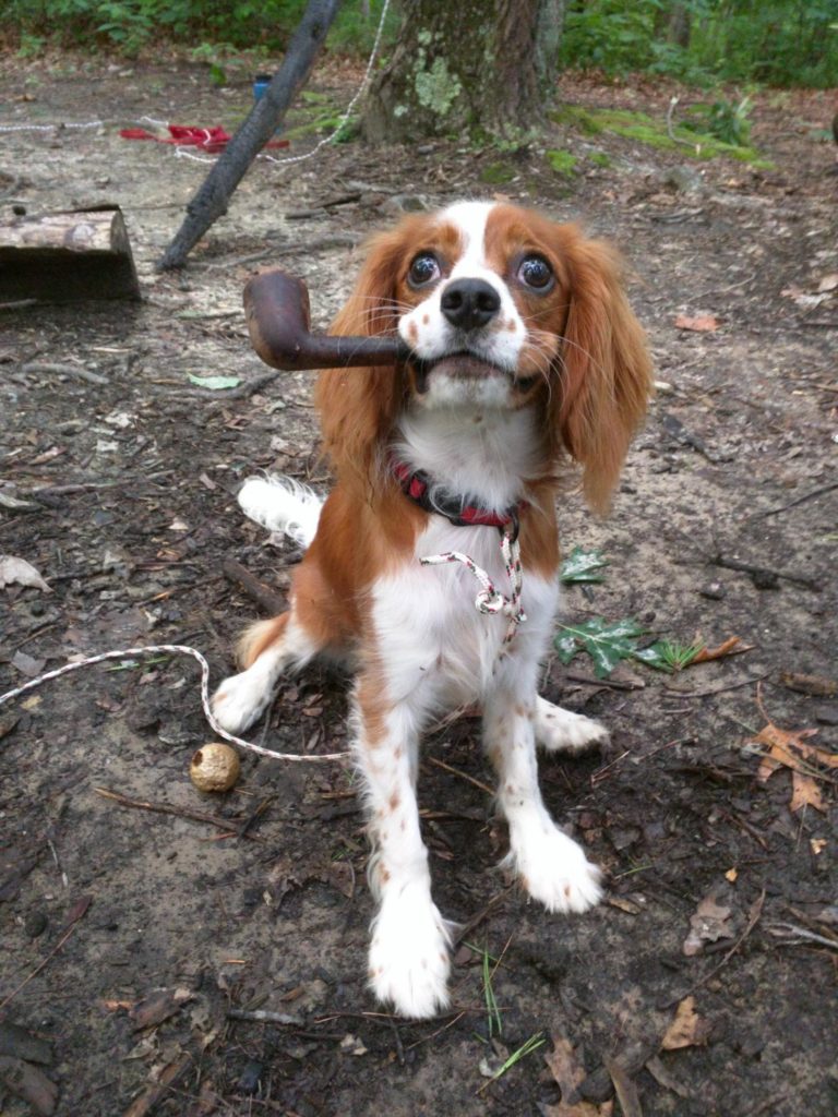 dog with pipe
