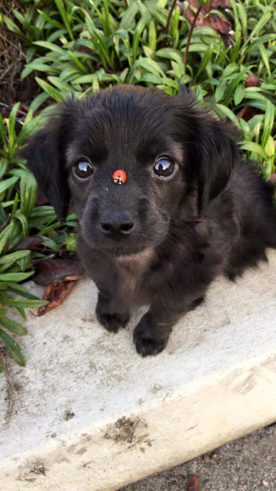 ladybug on dog's nose