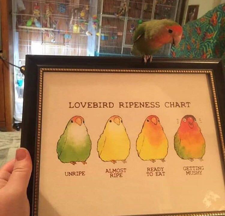 bird stands on 'Lovebird Ripeness Chart" showing it is at the 'Getting Mushy' stage