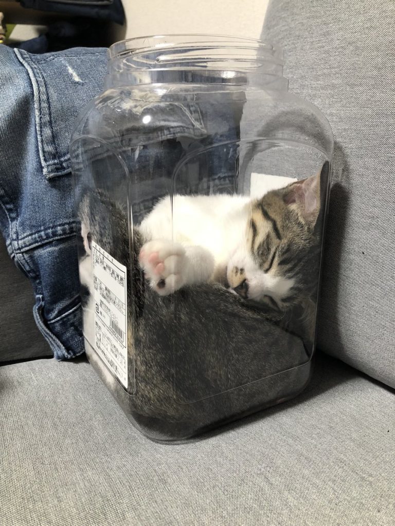 cat sleeps in plastic snack jar
