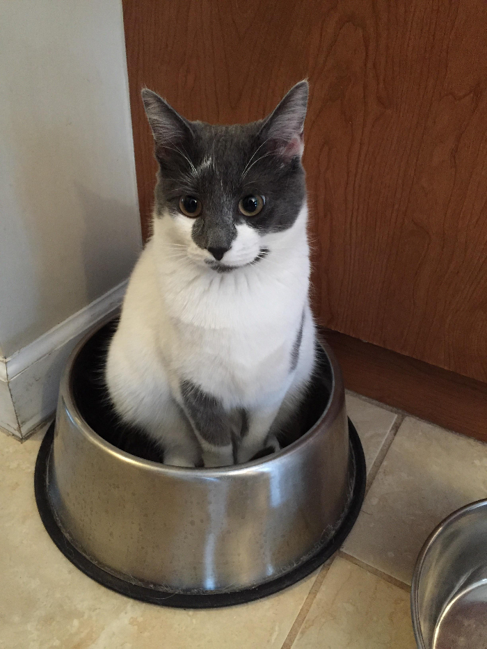 cat sits in dog bowl