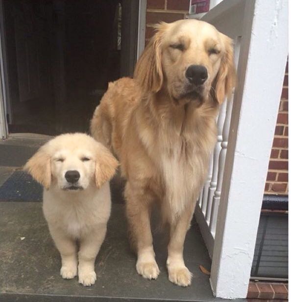 puppy and dog both squint