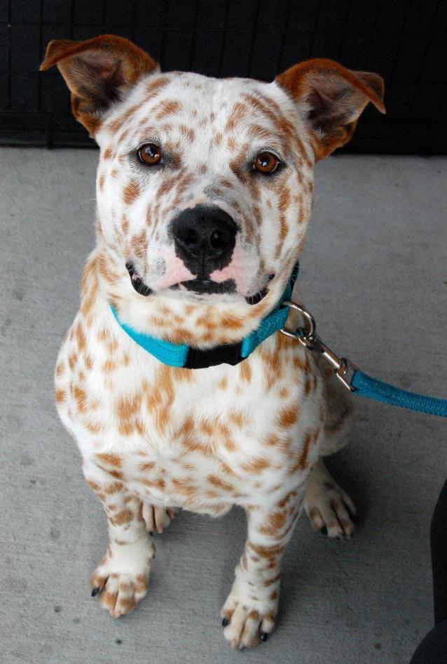 dog covered in spots