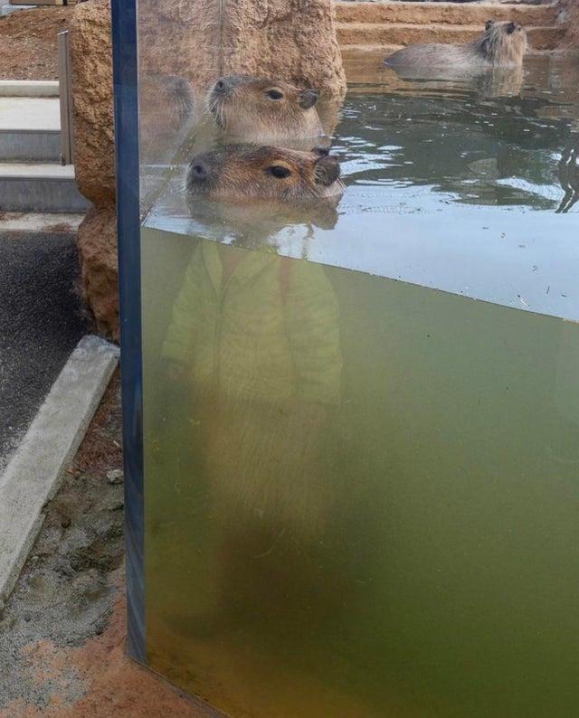 capybara in pool with todder's body reflected on glass