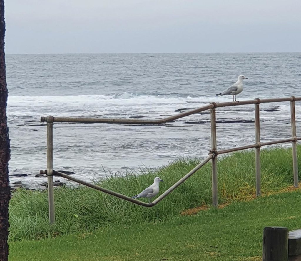 Seagulls sit on metal railing. One seagull sits on a portion of railing bent downwards.