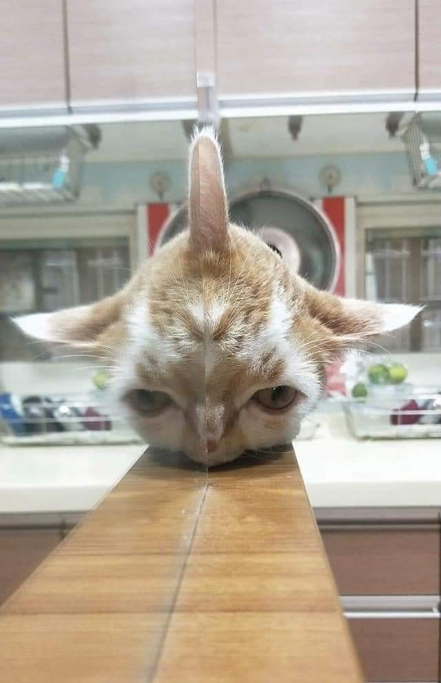 cat head reflected in mirror