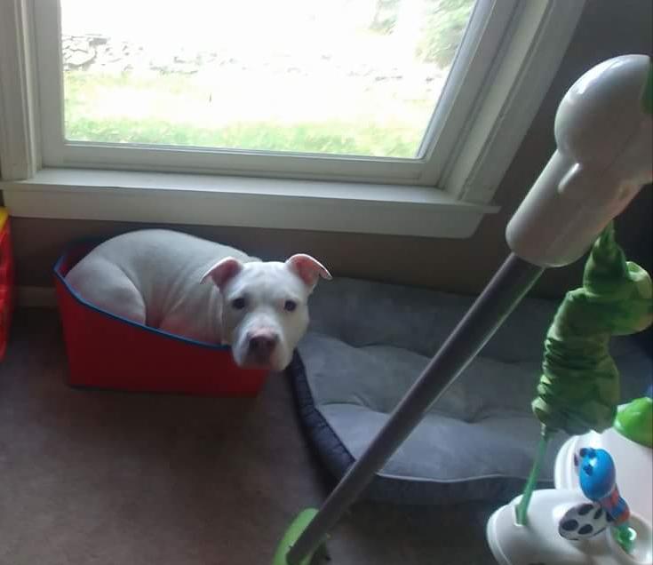 dog sits in box next to new dog bed